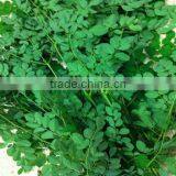 Bulk Moringa Leaf Powder Price ( Skype: Liu.diana 79, Whatsapp: +861502902563) thumbnail-3
