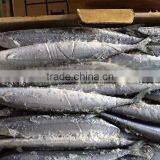 Pacifc Saury Cololabis Saira thumbnail-1