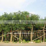 Erythrina Crista Exporter and Seller