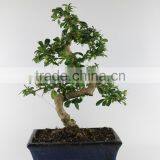 Mini Bonsai Carmona 25cm Art thumbnail-1