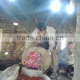 Fresh Rose Organic Rose Oil thumbnail-1