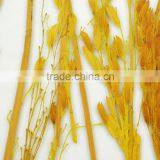 Transparent Resin Wall Panel