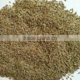 Cumin Seeds thumbnail-4
