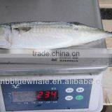 ( scomber japonicus) 400-600g frozen pacific mackerel