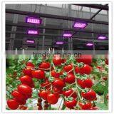 20W Greenhouse LED Plant Light for Growing Tomato, Lettuce, Vegetable, Flower, Orchid, Medicinal Plants thumbnail-6