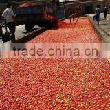 Brix 36-38% Tomato Paste thumbnail-6