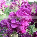 Common Wallflower ,Cheiranthus Cheiri Linn.flower Seed,herb Seed,vegetalbe Seed,fruit Seed,grass Seed thumbnail-3