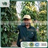 Kampot Strong Flavor Well Treated Black Pepper 550GL thumbnail-6