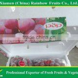 Chinese Fresh Delicious Red Table Globe Grape Wine Grapes thumbnail-6