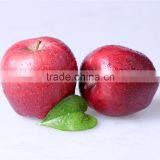 2016 New Crop New Season Huaniu Apple Fresh Apple China Gansu Tianshui Huaniu Apple thumbnail-1