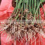 Multi Color Roses Seedlings thumbnail-3