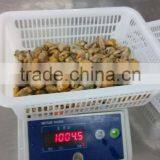 China Seafood Exporter Frozen Mussel Boiled Meat thumbnail-5