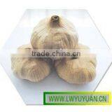 Black Garlic thumbnail-1