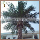 Outdoor Canary Date Palm Tree for Landscape thumbnail-1