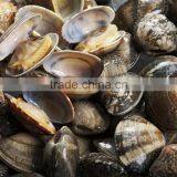 Sands off Short Necked Clam Meat thumbnail-4
