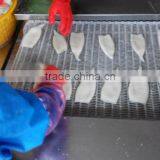 Frozen Tordarodes and Argentina Squid Tube U10,U5 thumbnail-3