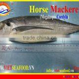 W/R FROZEN HORSE MACKEREL thumbnail-2