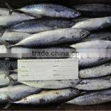 Whole Round Hand Ranking Frozen Bonito Tuna thumbnail-1