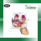 Human Model of Heart and Blood Fucxionuar