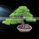 High Quality and a Heart Feels Relaxed Bonsai Tree Sale Tree at Custom Tailoring thumbnail-1