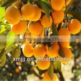 Yongchun Lugan Orange thumbnail-3