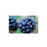 Blackberry Jam Blackberry Juice Processing Production Line Equipment thumbnail-1