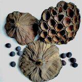 Dried Natural Arrangements Decoration Lotus Seedpod Head Shell Herbal Medicine Wholesaler Exporter Supplier thumbnail-2