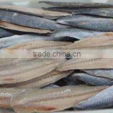 Spanish Mackerel New Filelts thumbnail-4