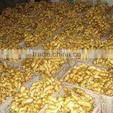 Chinese Ginger thumbnail-1