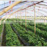 Greenhouse Film thumbnail-1