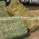 Alfalfa Hay, Timothy Hay, Oat Hay, Bermuda Grass Top Quality Hay thumbnail-1