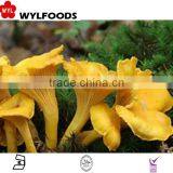 2015 IQF High Quality Frozen Wild Chanterelles thumbnail-4