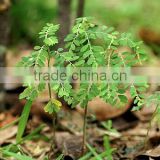 Phyllanthus Amarus Extract Powder