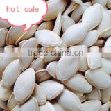 china pumpkin seeds in shell price