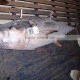 Frozen Yellowfin Tuna thumbnail-2