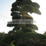 Made in Japan trees and plants podocarpus ornamental trees