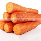 Harvest Chinese fresh carrot on wholesale