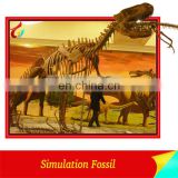 Museum Standard Customized Realistic Animal Skeleton
