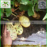 (HOT) Fresh Tomato Export From China thumbnail-4