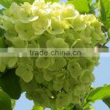 Fashionable Promotional Pretty Hydrangea Flowers thumbnail-6