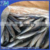 Frozen Blue Mackerel for Canning Seafood thumbnail-1