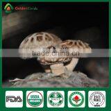 Freeze Shiitake Mushrooms,Shiitake Mushroom ,Shiitake Mushroom Cultivation thumbnail-3