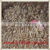 Wholesale Dried Mealworm Birds Factories thumbnail-3