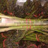 Asparagus thumbnail-1
