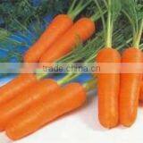 Fresh Carrot 2010 ISO, GLOBAL GAP thumbnail-1