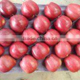 80% and up Red Colour Huaniu Apples thumbnail-1