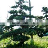 Juniperus Hybrid Live Bonsai Tree