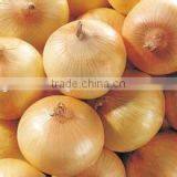Wholesale Price of Fresh Red/Yellow/White Onions 2016 Crop