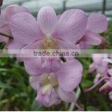 Dendrobium Hybrids Orchid Flower Dendrobium Plant