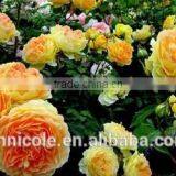 Adding Sand to Clay Soil thumbnail-5